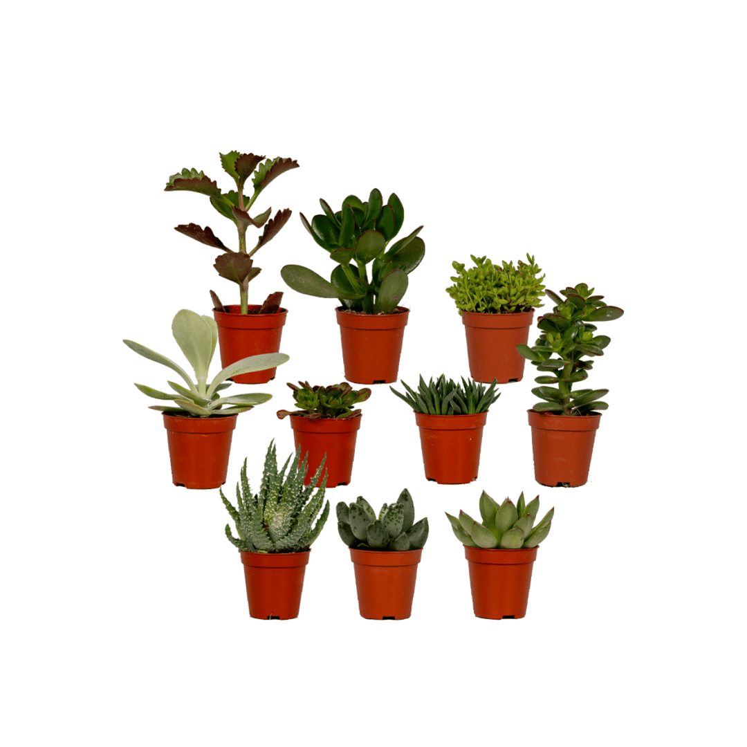 Succulent Mix - 10 plants - Ø5,5cm - ↕7cm