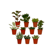 Succulent Mix - 10 plants - Ø5,5cm - ↕7cm