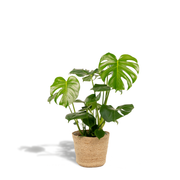 Monstera Deliciosa + Basket Selin - Ø21cm - ↨80cm