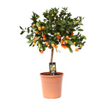 Load image into Gallery viewer, Citrus calamondin - Ø22cm - ↕80cm
