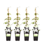 Load image into Gallery viewer, Clematis Montana &#39;Grandiflora&#39; - 4 plants  - Ø15 - ↨65cm
