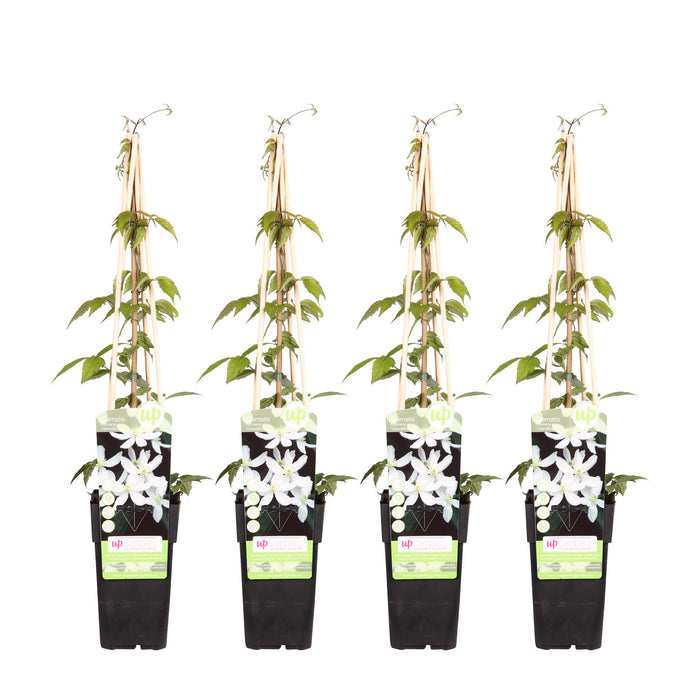 Clematis Montana 'Grandiflora' - 4 plants  - Ø15 - ↨65cm
