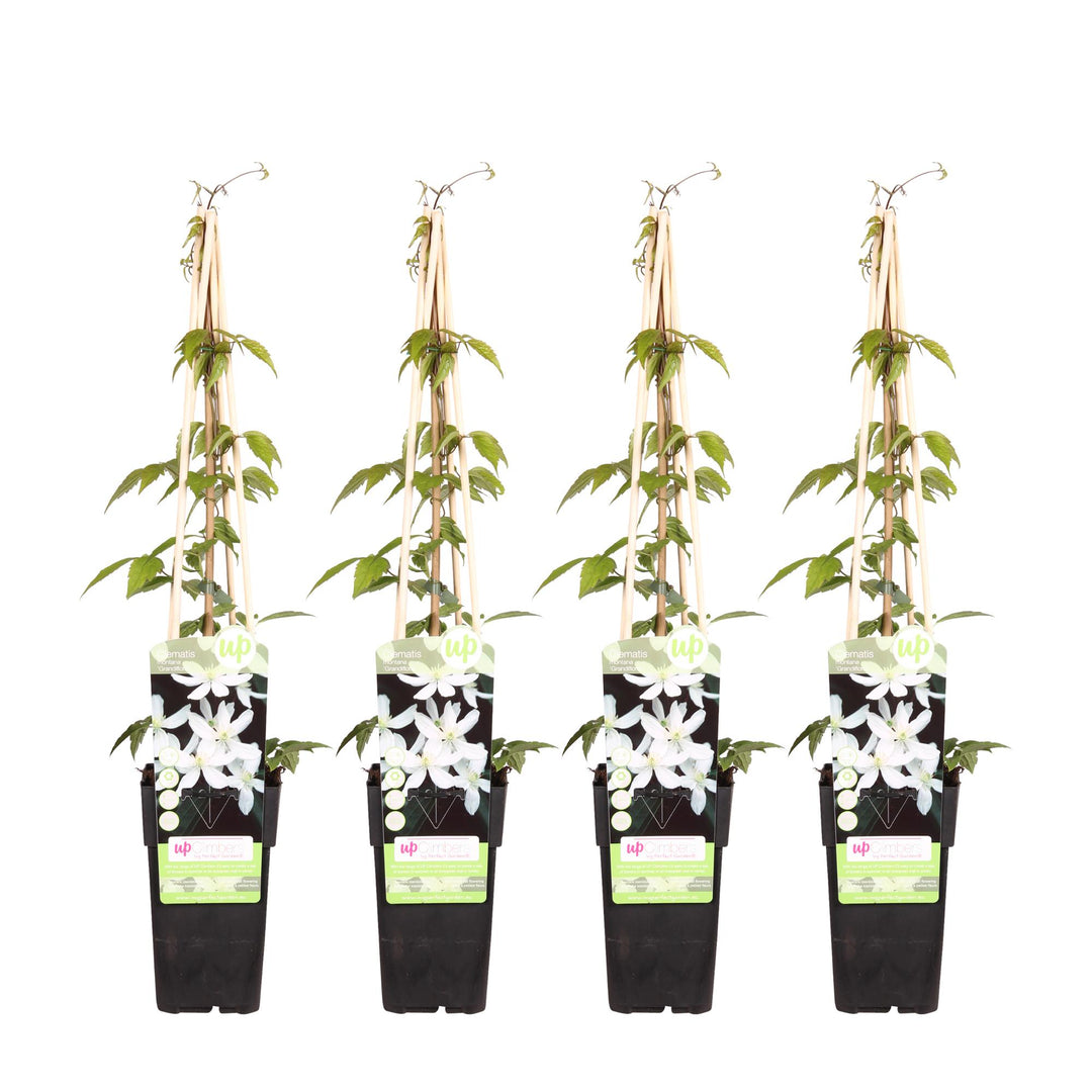 Clematis Montana 'Grandiflora' - 4 plants  - Ø15 - ↨65cm