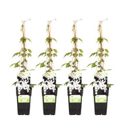 Clematis Montana 'Grandiflora' - 4 plants  - Ø15 - ↨65cm