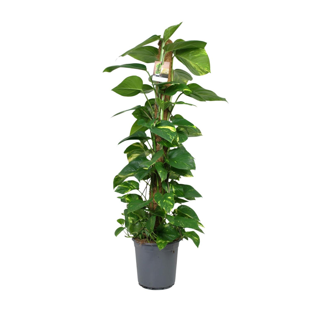 Epipremnum (Scindapsus) - Ø24cm - ↕120cm