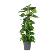 Epipremnum (Scindapsus) - Ø24cm - ↕120cm