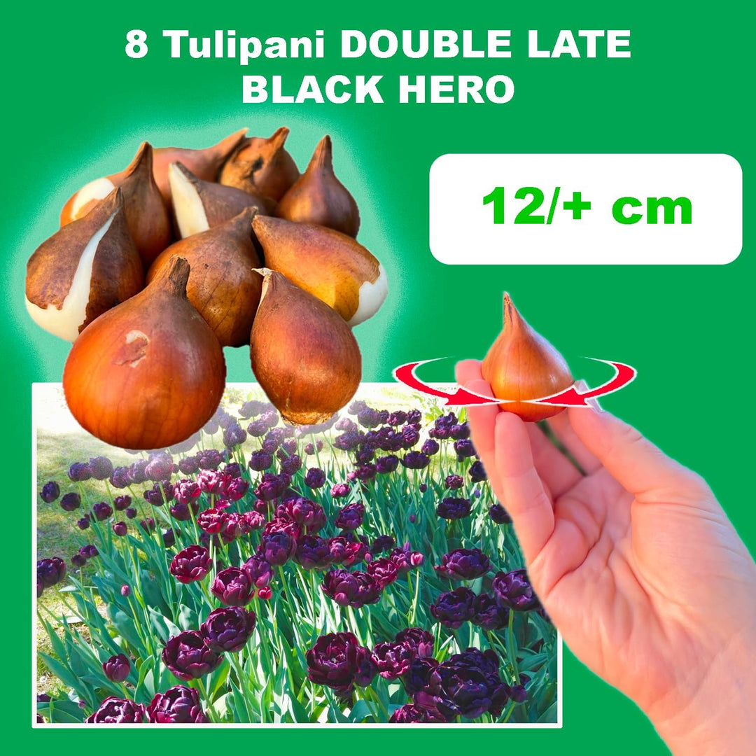 Tulip 'Black Hero' (Double Late) - 8 Bulbs