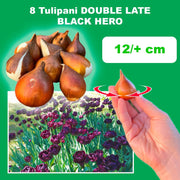 Tulip 'Black Hero' (Double Late) - 8 Bulbs