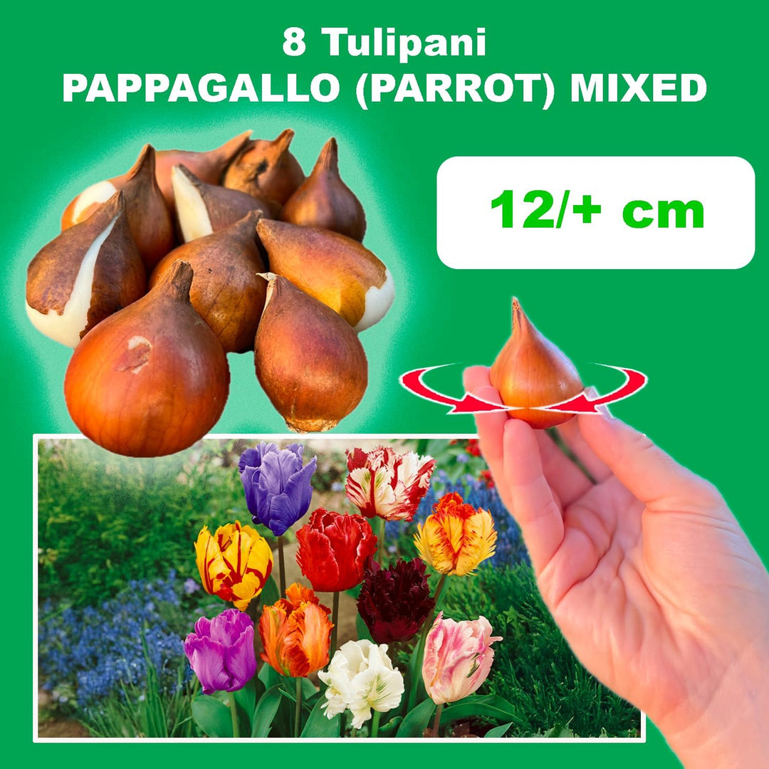 Tulip Parrot Mix - 8 Bulbs