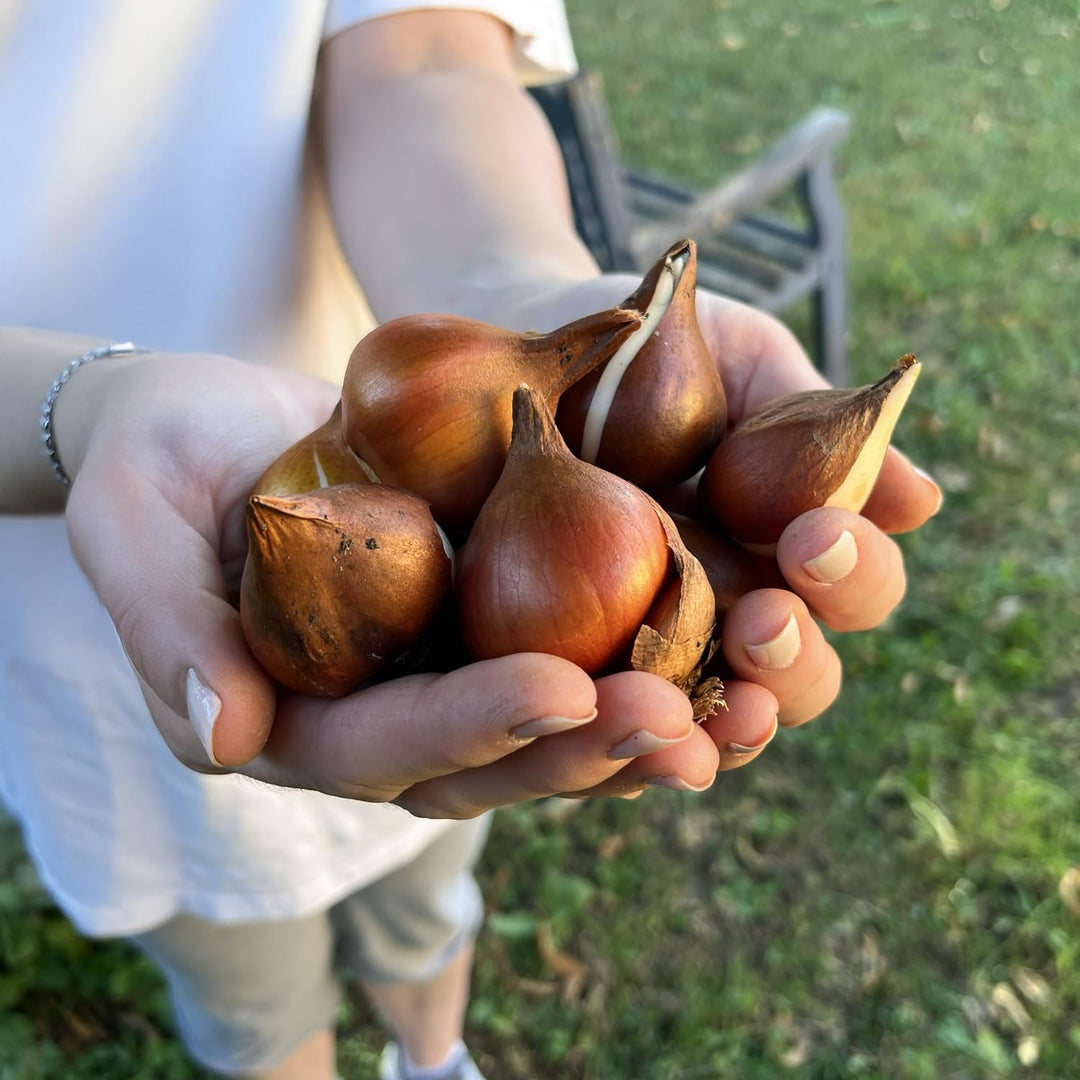 Tulip Parrot Mix - 8 Bulbs