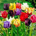Load image into Gallery viewer, Tulip Parrot Mix - 8 Bulbs
