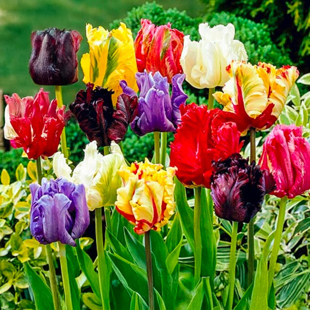 Tulip Parrot Mix - 8 Bulbs