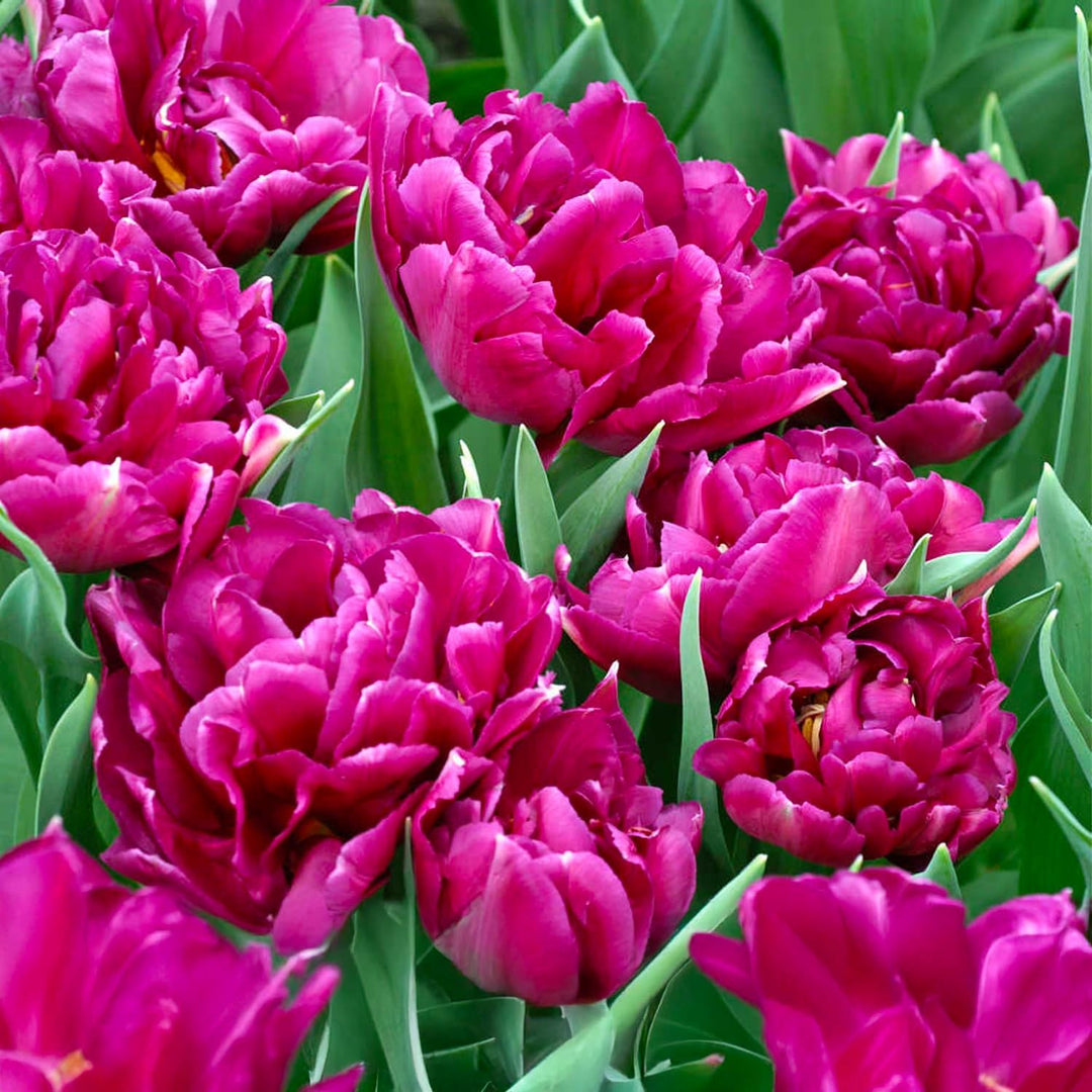 Tulip 'Royal Acres' (Double Early) - 8 Bulbs
