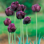 Load image into Gallery viewer, Tulip &#39;Black Hero&#39; (Double Late) - 8 Bulbs
