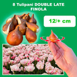 Load image into Gallery viewer, Tulip &#39;Finola&#39; (Double Late) - 8 Bulbs
