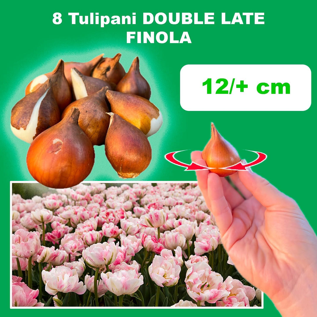 Tulip 'Finola' (Double Late) - 8 Bulbs