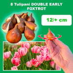 Load image into Gallery viewer, Tulip &#39;Foxtrot&#39; (Double Early) - 8 Bulbs
