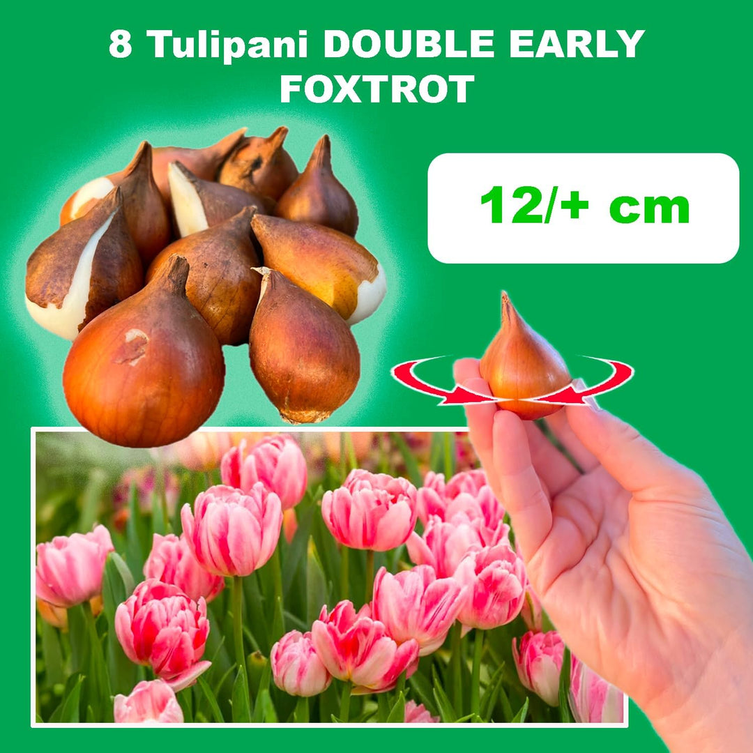 Tulip 'Foxtrot' (Double Early) - 8 Bulbs