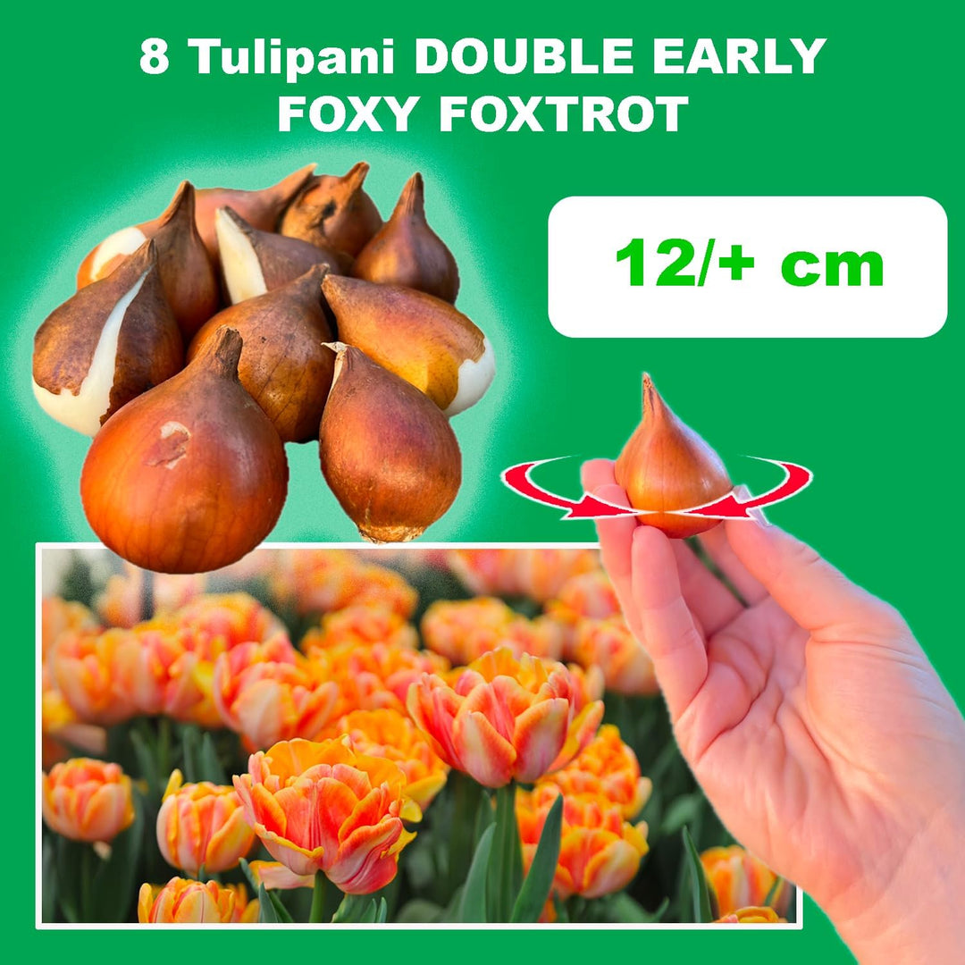 Tulip 'Foxy Foxtrot' (Double Early) - 8 Bulbs