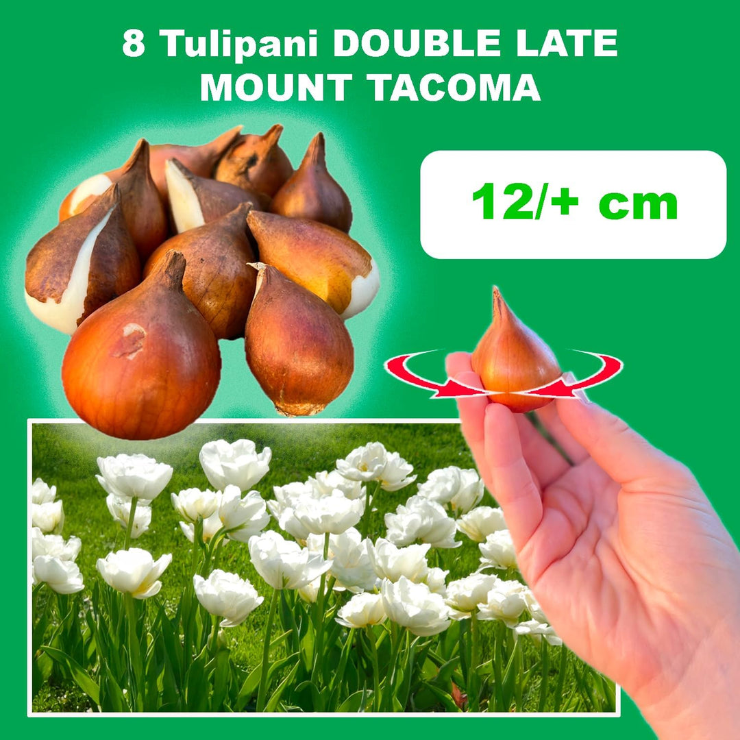 Tulip 'Mount Tacoma' (Double Late) - 8 Bulbs