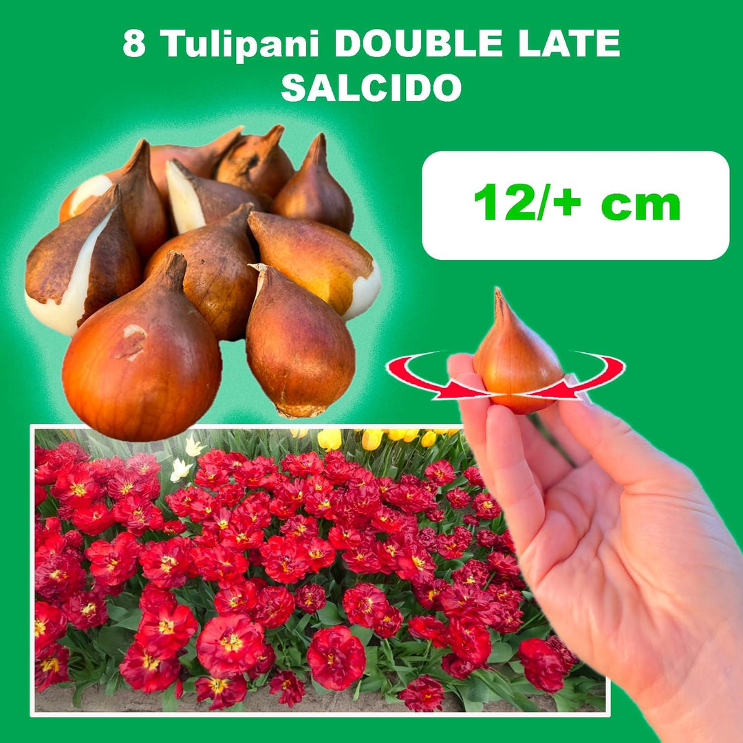 Tulip 'Salcido' (Double Late) - 8 Bulbs