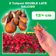 Tulip 'Salcido' (Double Late) - 8 Bulbs