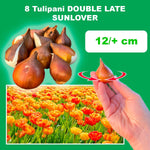 Load image into Gallery viewer, Tulip &#39;Sunlover&#39; (Double Late) - 8 Bulbs
