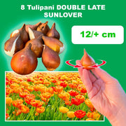 Tulip 'Sunlover' (Double Late) - 8 Bulbs