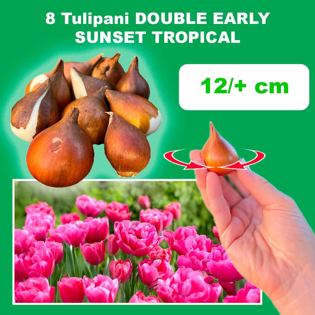 Tulip 'Sunset Tropical' (Double Early) - 8 Bulbs