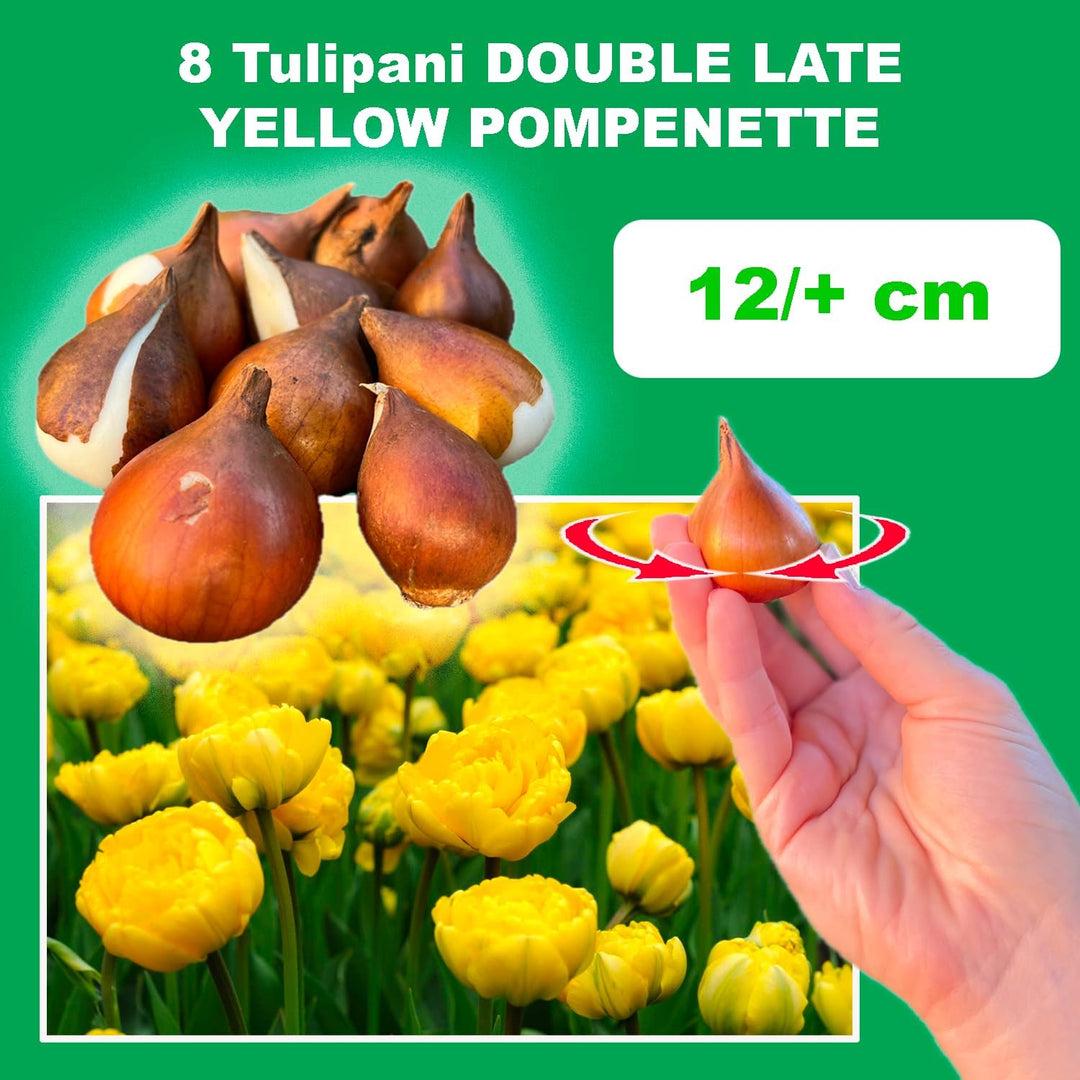 Tulip 'Yellow Pompenette' (Double Late) - 8 Bulbs