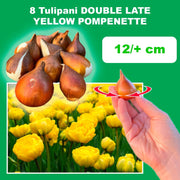 Tulip 'Yellow Pompenette' (Double Late) - 8 Bulbs