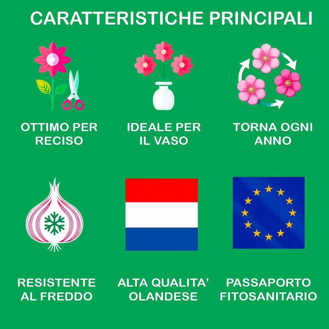 Tulip 'Yellow Pompenette' (Double Late) - 8 Bulbs