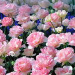 Load image into Gallery viewer, Tulip &#39;Finola&#39; (Double Late) - 8 Bulbs
