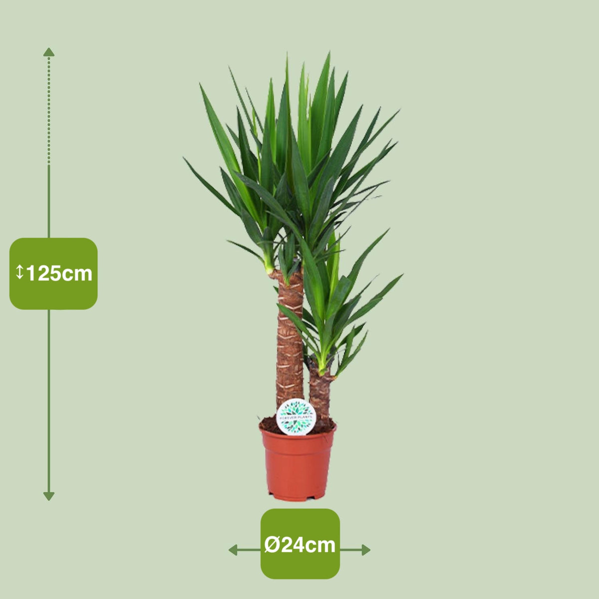 Yucca - Ø24cm - ↕125cm