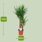 Load image into Gallery viewer, Yucca - Ø24cm - ↕125cm