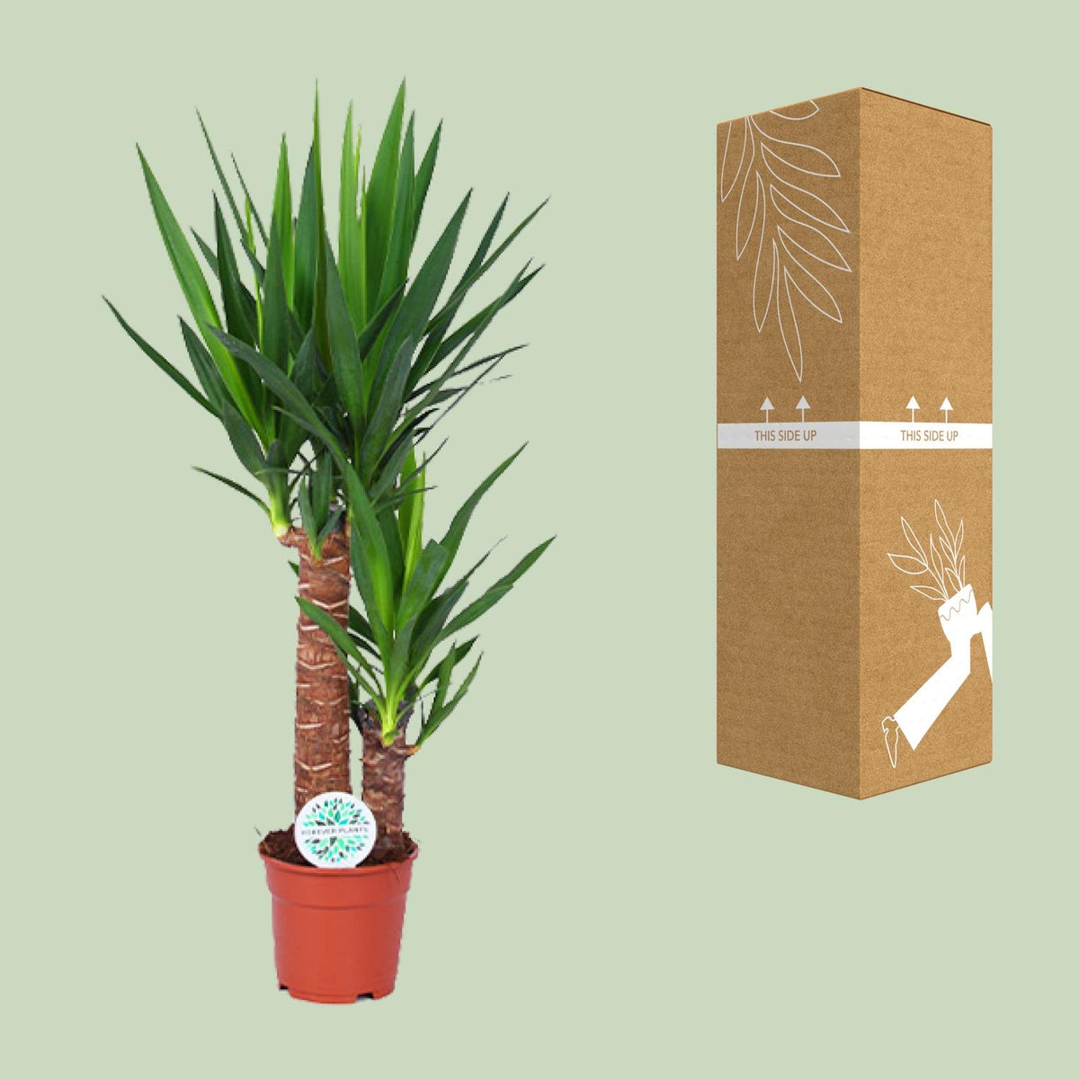 Yucca - Ø24cm - ↕125cm