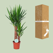 Yucca - Ø24cm - ↕125cm