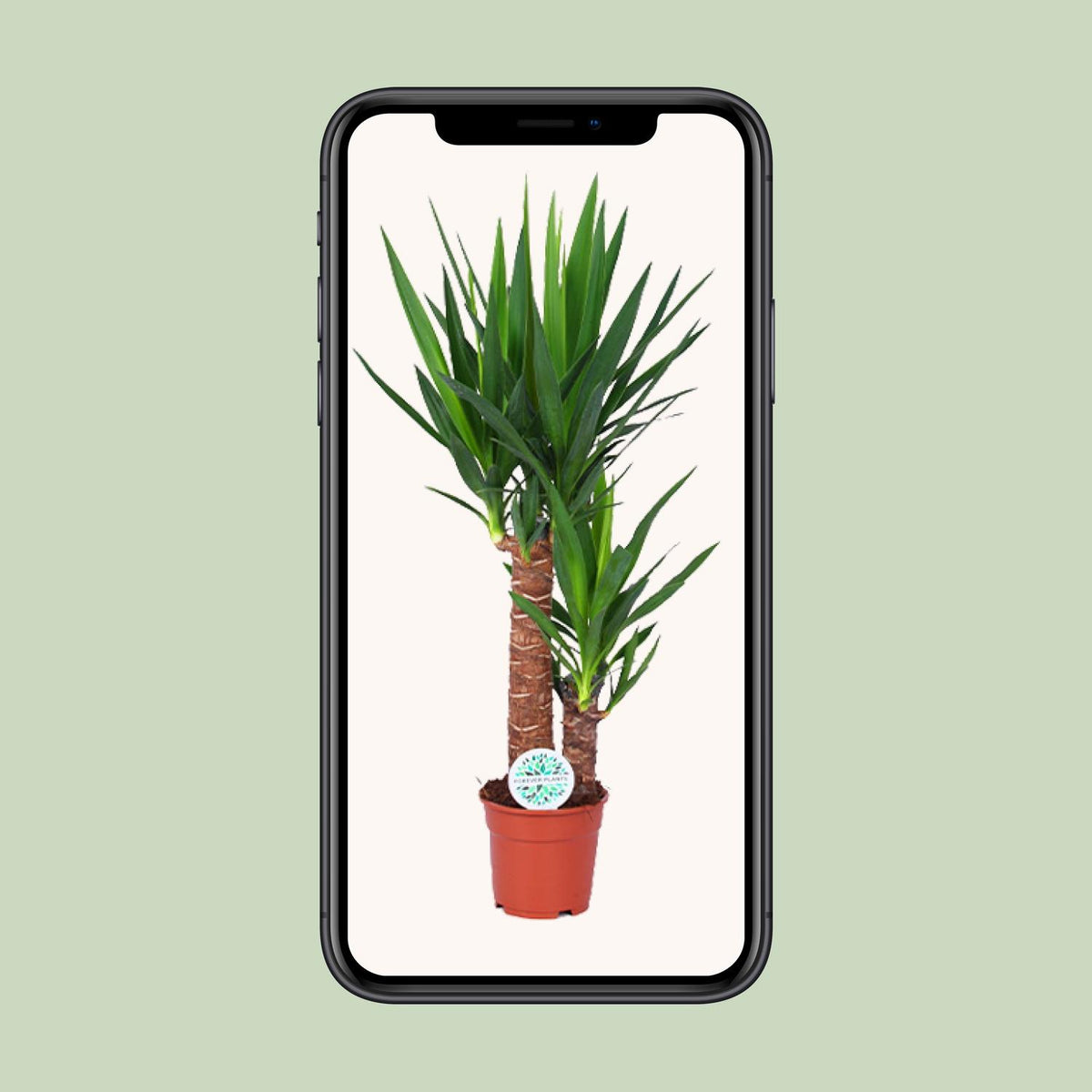 Yucca - Ø24cm - ↕125cm
