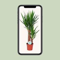 Yucca - Ø24cm - ↕125cm