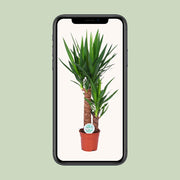 Yucca - Ø24cm - ↕125cm