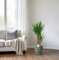 Yucca - Ø24cm - ↕125cm