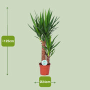 Yucca - Ø24cm - ↕125cm