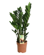 Load image into Gallery viewer, Zamioculcas zamiifolia (ZZ Plant) - pot 21cm height 70cm
