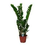 Carica l'immagine nel visualizzatore Galleria, Zamioculcas zamiifolia - Ø14cm - ↕65cm